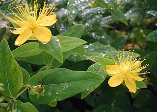 <i>Hypericum hircinum</i> Species of flowering plant in the St Johns wort family Hypericaceae