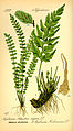 Asplenium trichomanes (izq.) y A. adiantum-nigrum (der.), de Thomé, Flora von Deutschland, Österreich und der Schweiz 1885