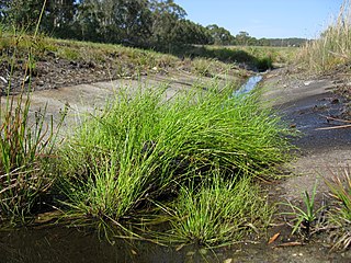 <i>Isolepis inundata</i> Species of plant