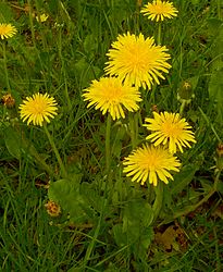 * タンポポ　の　花（はな）。　タンポポ　は　くさ　です。