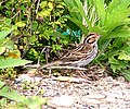 Durrajsa Qerqnija Emberiza Pusilla (K)