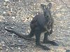 (Nota)Macropus robustus (Wallaroo)