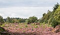 * Kandidimi Flowering heather (Mandefjild nature reserve near Bakkeveen) --Agnes Monkelbaan 04:15, 18 September 2024 (UTC) * E miratuar  Support Good quality. --Johann Jaritz 04:21, 18 September 2024 (UTC)