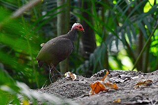 <span class="mw-page-title-main">Nicobar megapode</span> Species of bird