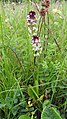 Neotinea ustulata Germany - Hochwiesen-Pfullinger Berg