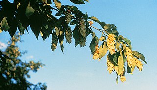 <i>Ostrya</i> Genus of trees