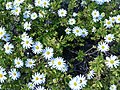 Argyranthemum winteri