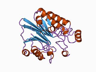 <span class="mw-page-title-main">Endonuclease/Exonuclease/phosphatase family</span>