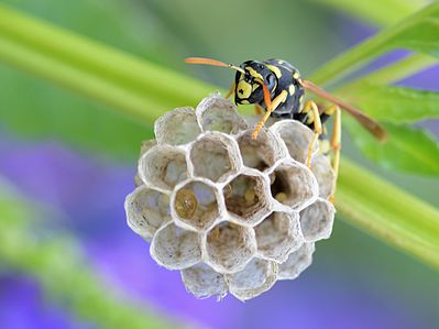 European paper wasp