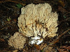 Ramaria acrisiccescens: fotografijŏ