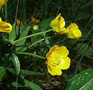 Ranunculus cassubicifolius