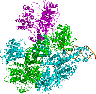 <span class="mw-page-title-main">RecBCD</span> Family of protein complexes in bacteria