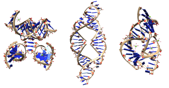 Image showing the diversity of ribozyme structures. From left to right: leadzyme, hammerhead ribozyme, twister ribozyme Ribozyme structure picutres.png