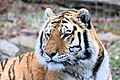 Tiger at New York's Bronx Zoo, one of the first that made conservation its major aim.