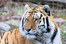 Royal Bengal Tiger.jpg