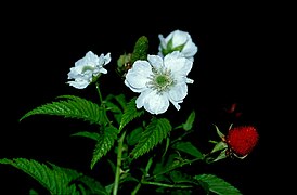 Flowers and fruit