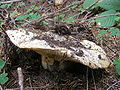 Russula delica