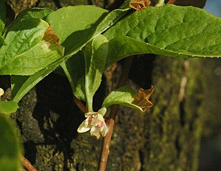 <span class="mw-page-title-main">Schisandraceae</span> Family of flowering plants