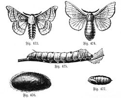 Šilkverpis (Bombyx mori)