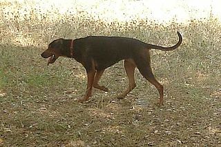 <span class="mw-page-title-main">Serbian Hound</span> Dog breed