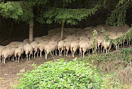 « La siesta del borrego » - Ochagavía.