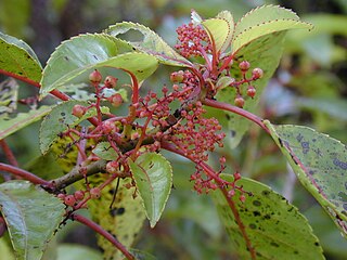 <span class="mw-page-title-main">Huerteales</span> Order of flowering plants