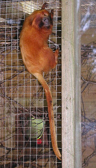 <span class="mw-page-title-main">Lion tamarin</span> Genus of New World monkeys