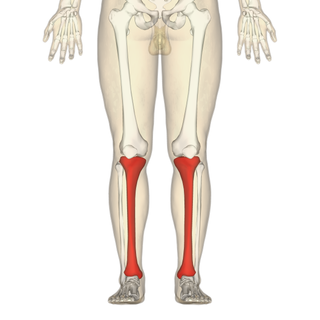 <span class="mw-page-title-main">Tibia</span> Leg bone in vertebrates