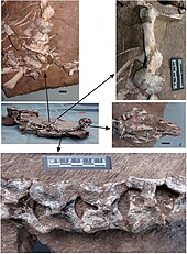 Elements of the holotype Tongtianlong elements.jpg