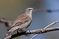 White-browed Treecreeper (7141277955).jpg