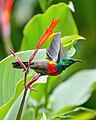 82 001 Olive-bellied Sunbird starting to fly at Kibale National Park Photo by Giles Laurent uploaded by Giles Laurent, nominated by Giles Laurent,  13,  2,  0