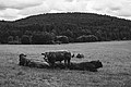 * Nomination A group of cows on a meadow with Lambertsberg in the background--FlocciNivis 20:58, 28 April 2023 (UTC) * Decline Sorry, I think the hill in the background is too unsharp. --Imehling 06:36, 6 May 2023 (UTC)