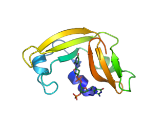 <span class="mw-page-title-main">Ranpirnase</span> Enzyme from the Northern Leopard Frog