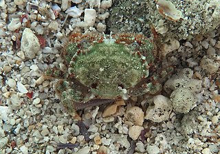 <i>Actumnus</i> Genus of crabs