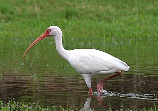 <span class="mw-page-title-main">American white ibis</span> Bird in the ibis family