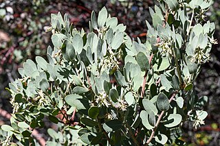 <i>Arctostaphylos hooveri</i> Species of tree