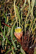 Banksia mimica