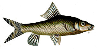 <i>Hypselobarbus</i> Genus of fishes