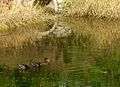 Ducks in a Pond. Blackstone River Bikeway in Worcester, MA. 14:24, 20 October 2007