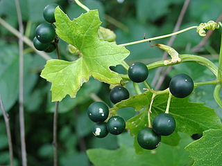 <i>Bryonia alba</i> Species of plant