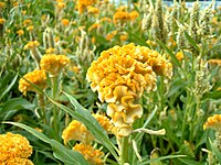 Celosia cristata