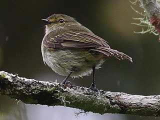 <span class="mw-page-title-main">Choco tyrannulet</span> Species of bird