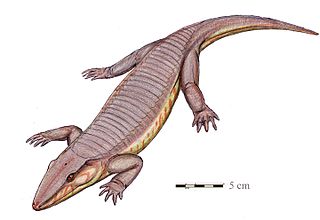 <i>Chroniosaurus</i> Extinct genus of tetrapodomorphs