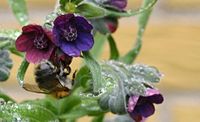 Cynoglossum officinale Type species