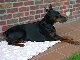 Dobermann