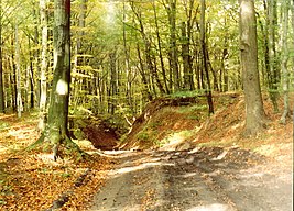 Słupsk Forest, Poland