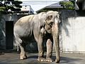 長寿日本一のアジアゾウのはな子（井の頭自然文化園）