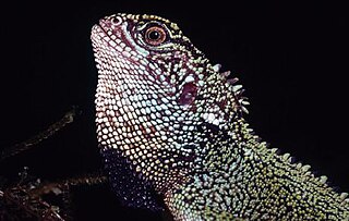 <span class="mw-page-title-main">Blue-spotted woodlizard</span> Species of lizard