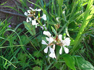 <i>Eruca vesicaria</i> Edible annual plant