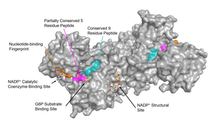 <span class="mw-page-title-main">Glucose-6-phosphate dehydrogenase</span> Enzyme involved in the production of energy by cells